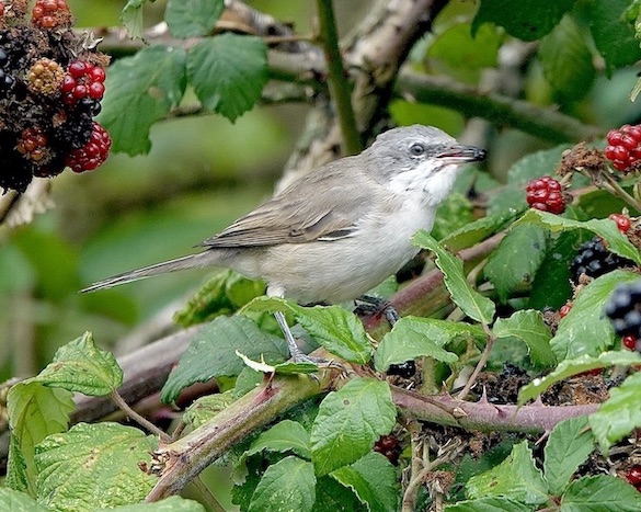 whitethroat